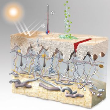 Tài liệu học Spa - Chức năng của da